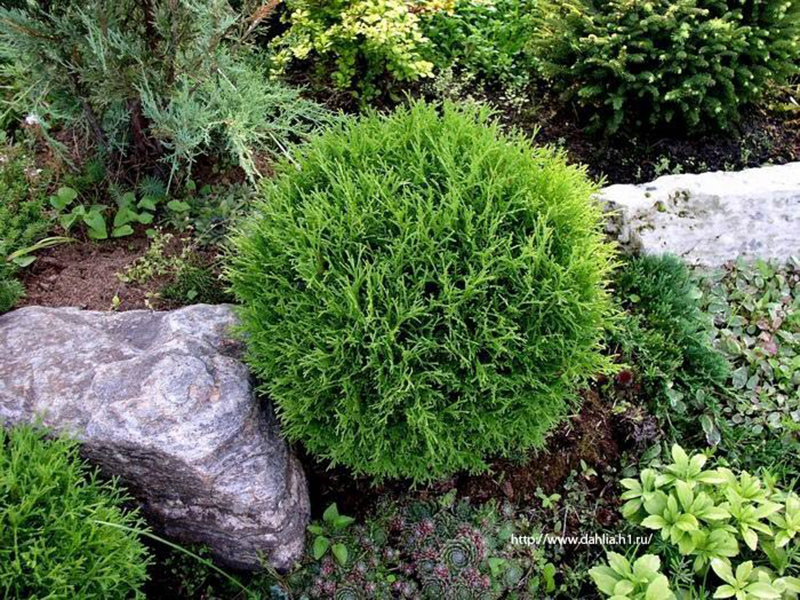 tiny tim Uređenje vrta – Smaragd Travnik